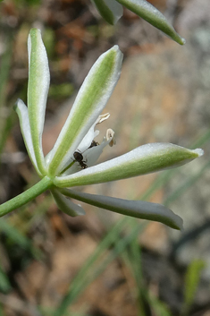 Narbonne Star-of-Bethlehem