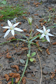 Mountain Star-of-Bethlehem