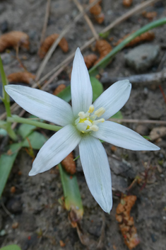 Mountain Star-of-Bethlehem