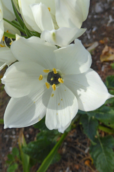 Tall Star-of-Bethlehem