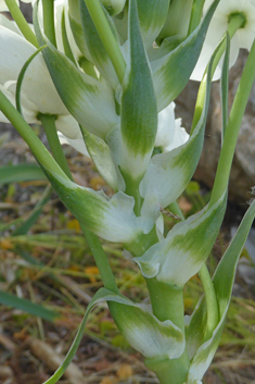 Tall Star-of-Bethlehem