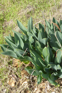 Eastern Sea Squill