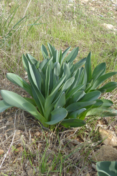 Eastern Sea Squill