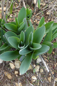 Eastern Sea Squill