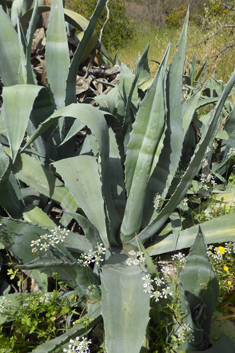 Centuryplant