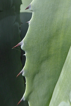Centuryplant