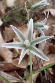 Bouché's Star-of-Bethlehem