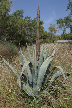 Centuryplant