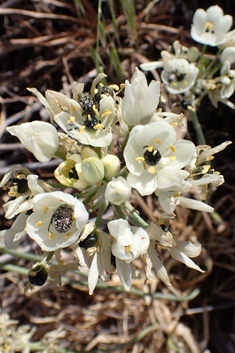 Tall Star-of-Bethlehem
