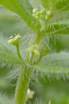 Piedmont Crosswort