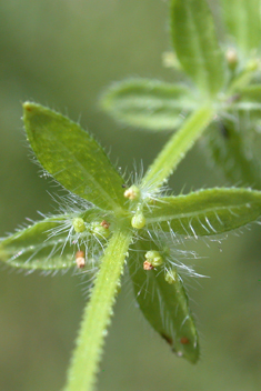 Piedmont Crosswort