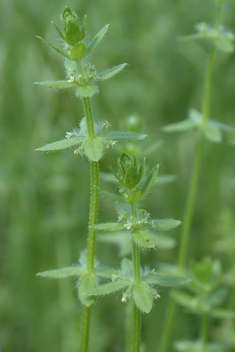 Piedmont Crosswort