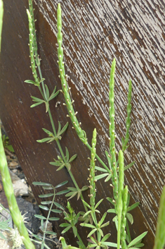 Broad-leaved Crucianella