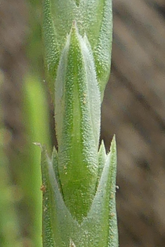 Broad-leaved Crucianella