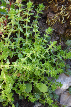 Wall Crosswort