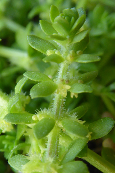 Wall Crosswort