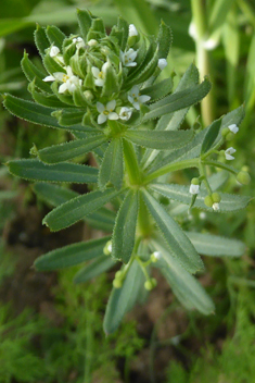 Corn Cleavers