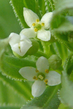 Corn Cleavers