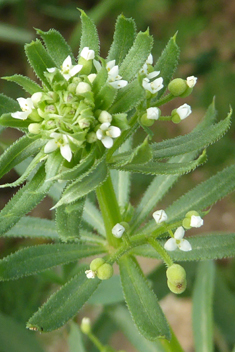 Corn Cleavers