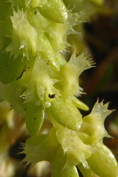 Wall Crosswort