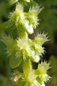 Wall Crosswort