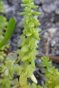 Wall Crosswort