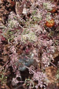 Dense-flowered Bedstraw