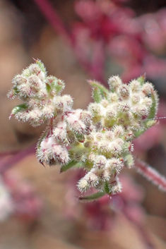 Dense-flowered Bedstraw