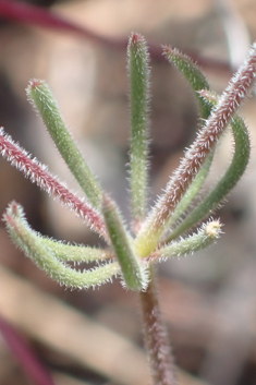 Dense-flowered Bedstraw
