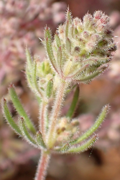 Dense-flowered Bedstraw