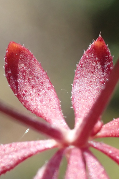 Short-leaved Bedstraw