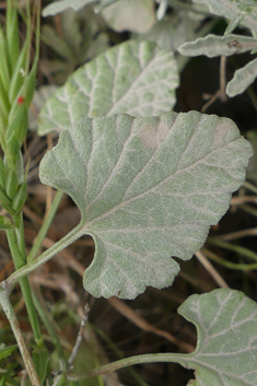 Narrow-leaved Bindweed