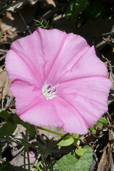 Narrow-leaved Bindweed