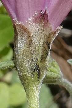 Narrow-leaved Bindweed