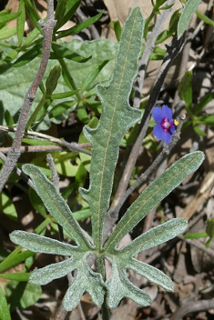 Narrow-leaved Bindweed