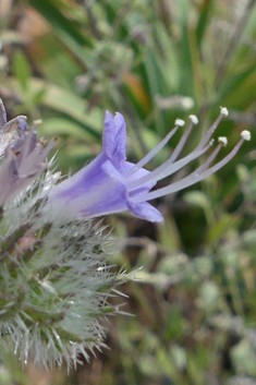 Pale Viper's-bugloss