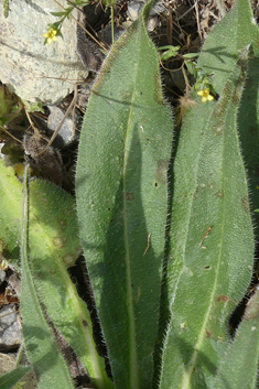 Pale Viper's-bugloss