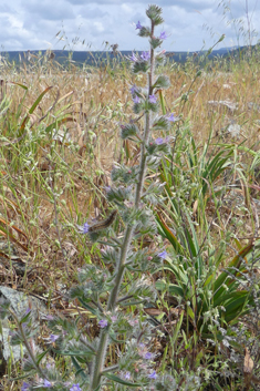 Pale Viper's-bugloss