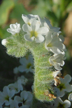 European Heliotrope