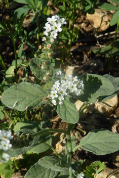 European Heliotrope