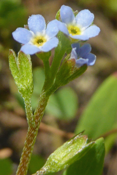 Jersey Forget-me-not