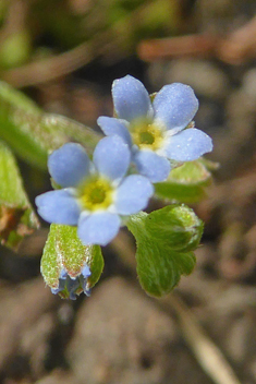 Jersey Forget-me-not