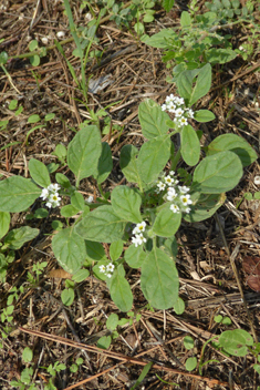 European Heliotrope