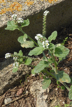 European Heliotrope