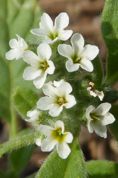 European Heliotrope