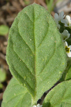 European Heliotrope