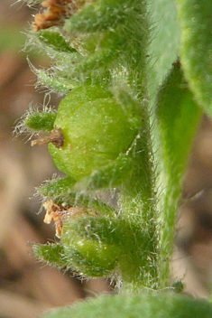 European Heliotrope