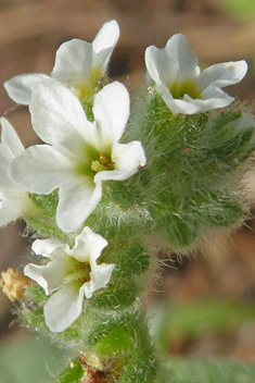 European Heliotrope