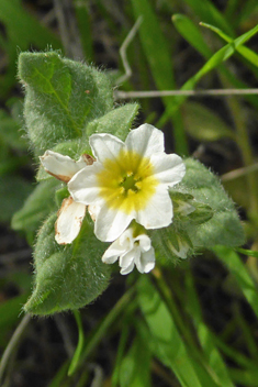 Hairy Heliotrope