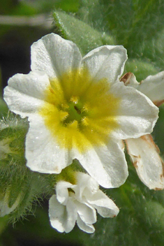 Hairy Heliotrope